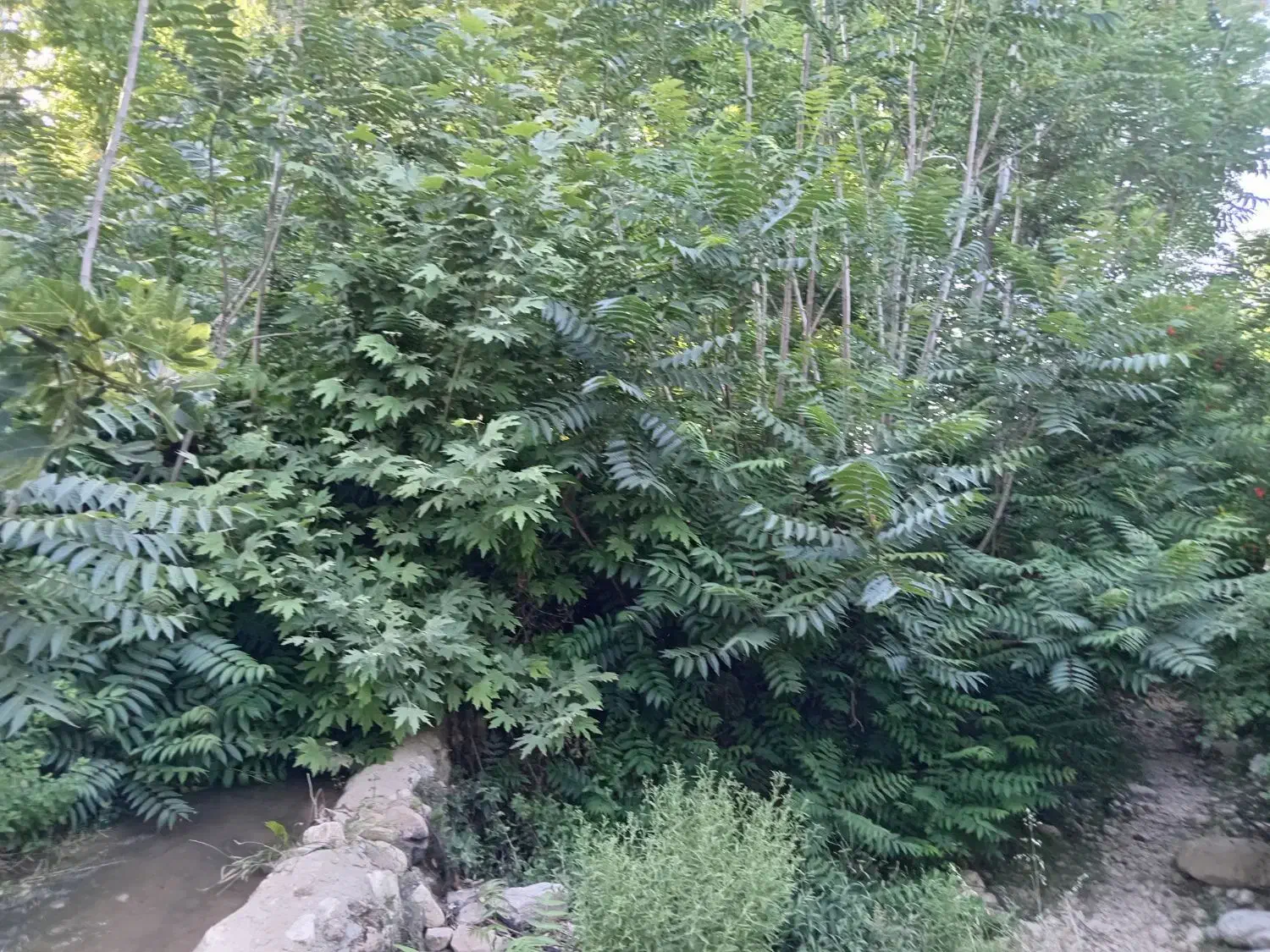 باغ فروشی|فروش زمین و ملک کلنگی|جهرم, |دیوار