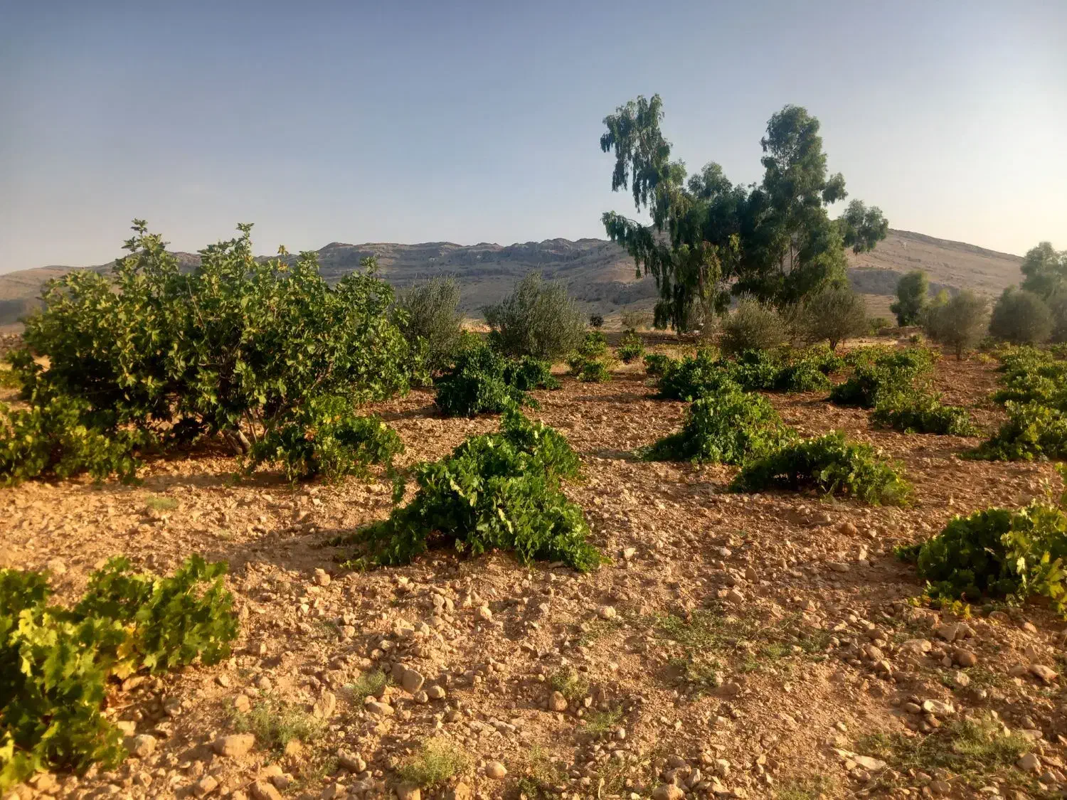 فروش باغ ثمری بر جاده اصلی روستای بردج قابل معاوضه|فروش زمین و ملک کلنگی|شیراز, نصر|دیوار