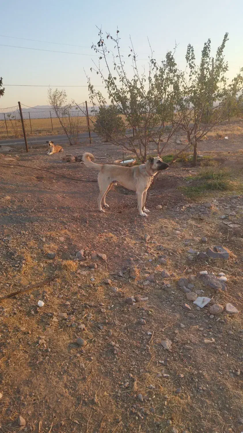 سگ گله|سگ|قره پشتلو, |دیوار