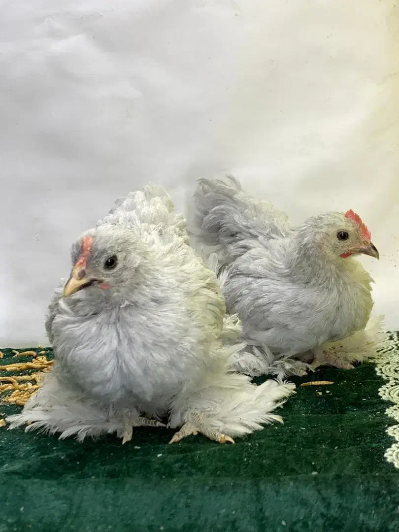 مرغ خروس/کوشین /ابریشمی/ جوجه/ نیمچه تخمگذار|حیوانات مزرعه|مشهد, شریف|دیوار