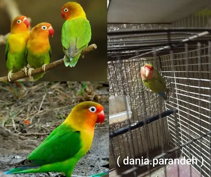 تعداد زیاد پرنده|پرنده|بجنورد, |دیوار