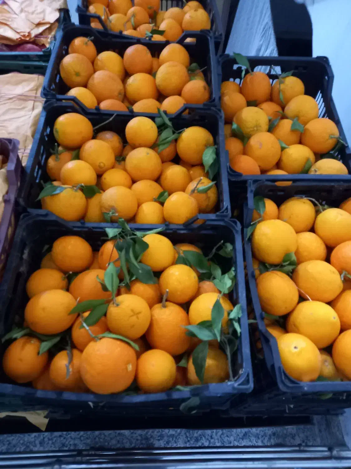 سیب و پرتقال درجه یک بارتازه فقط با سبد|عمده‌فروشی|تالش, هشتپر|دیوار