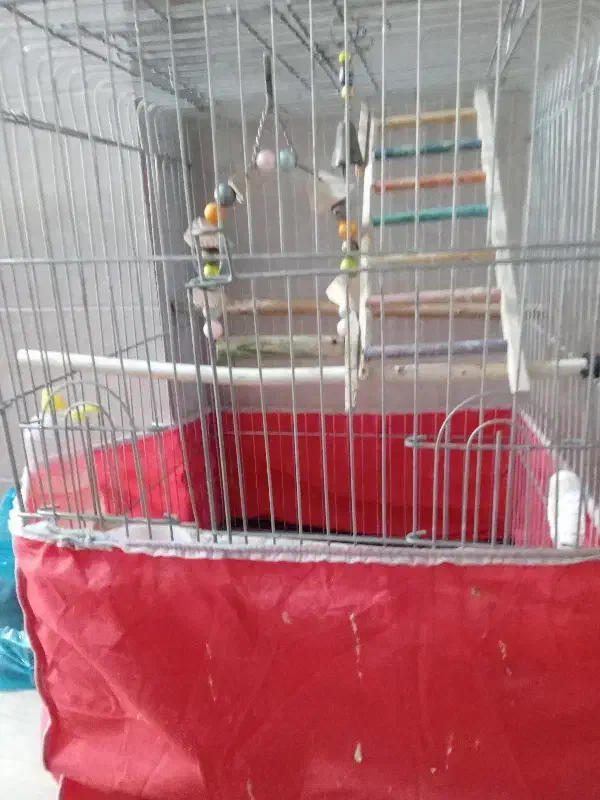 باسلامیک عدد قفس نو|لوازم جانبی حیوانات|بندر گز, |دیوار