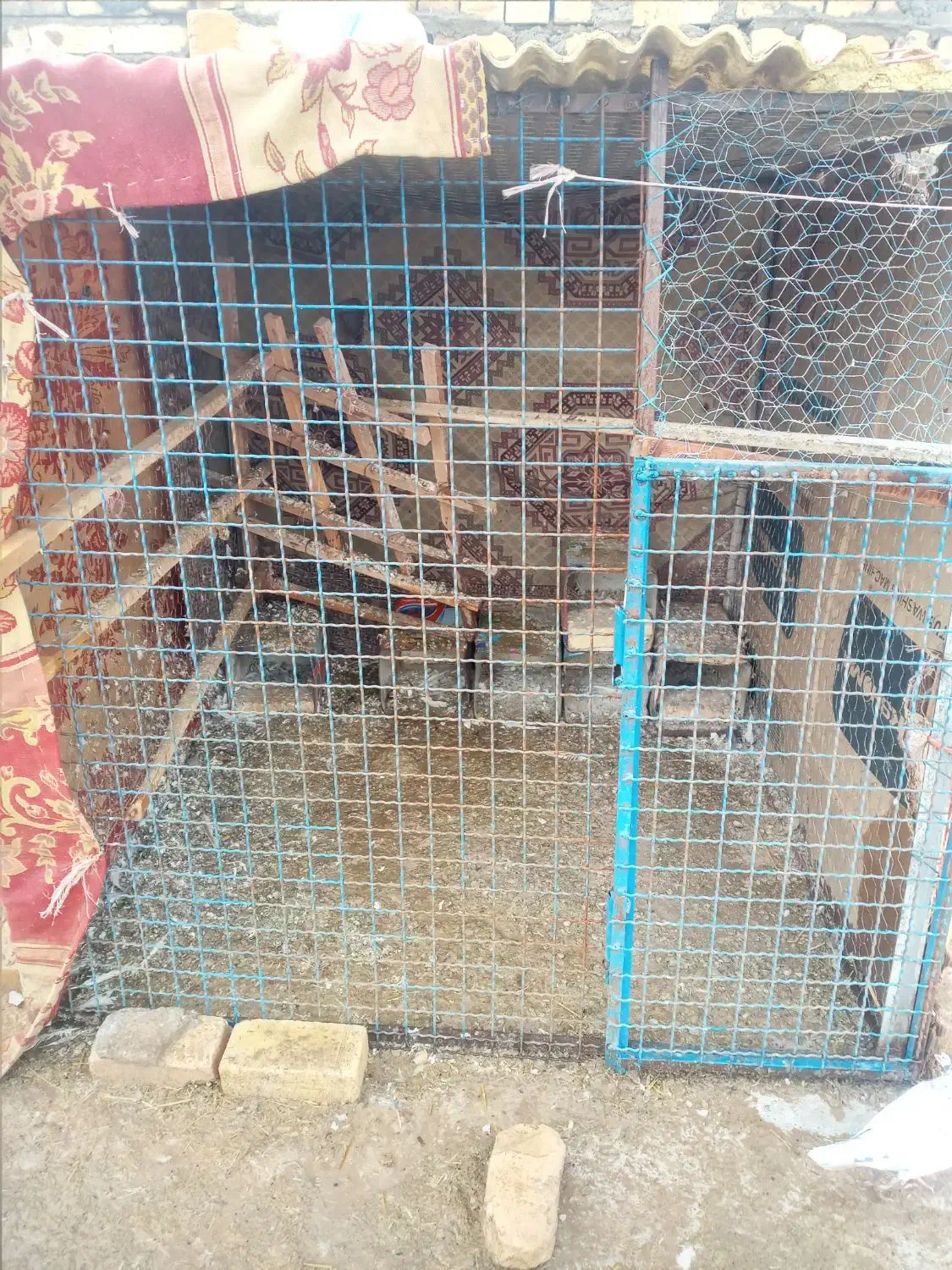 قفس کبوتر نزدیک ۶۰تا خودم حیوان ریختم|لوازم جانبی حیوانات|بشاریات, |دیوار