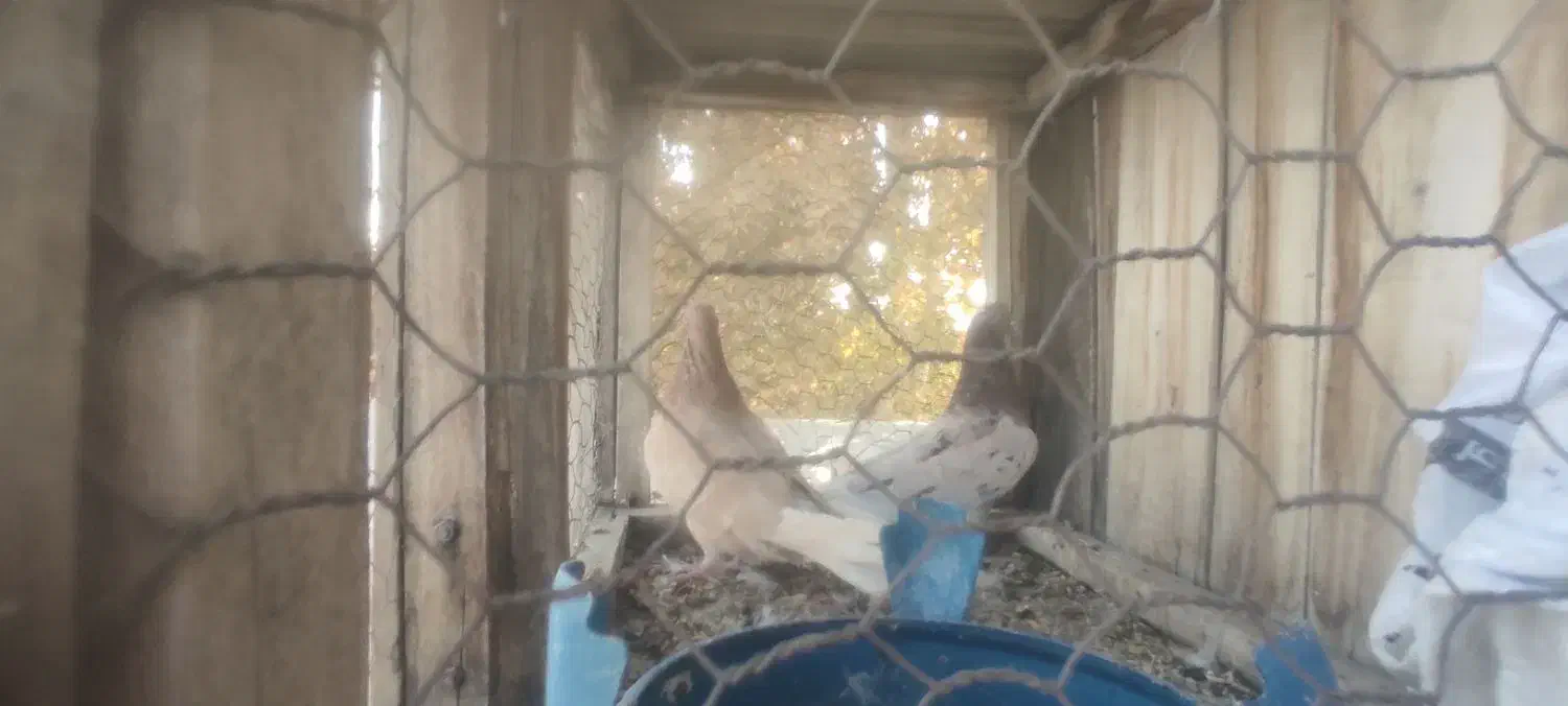 کبوتر|پرنده|خوانسار, |دیوار