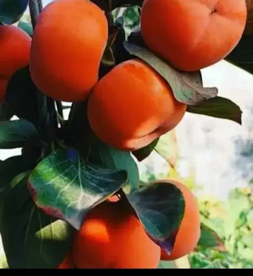 خرمالو پیوندی صد در صد طبیعی و ارگانیک|خوردنی و آشامیدنی|بندر انزلی, نوروزی|دیوار