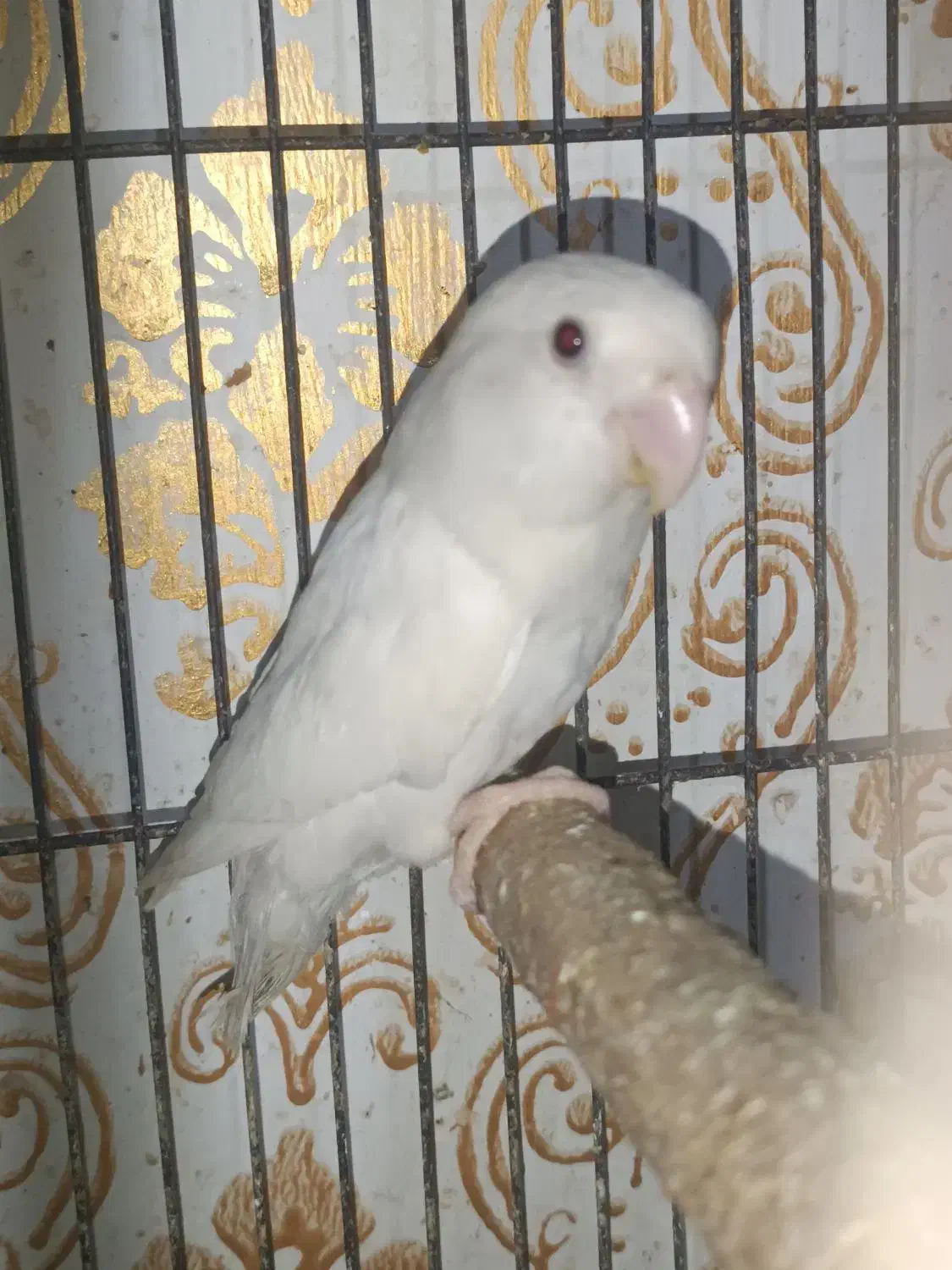 طوطی برزیلی آلبینو ماده|پرنده|اهواز, کوی رمضان|دیوار