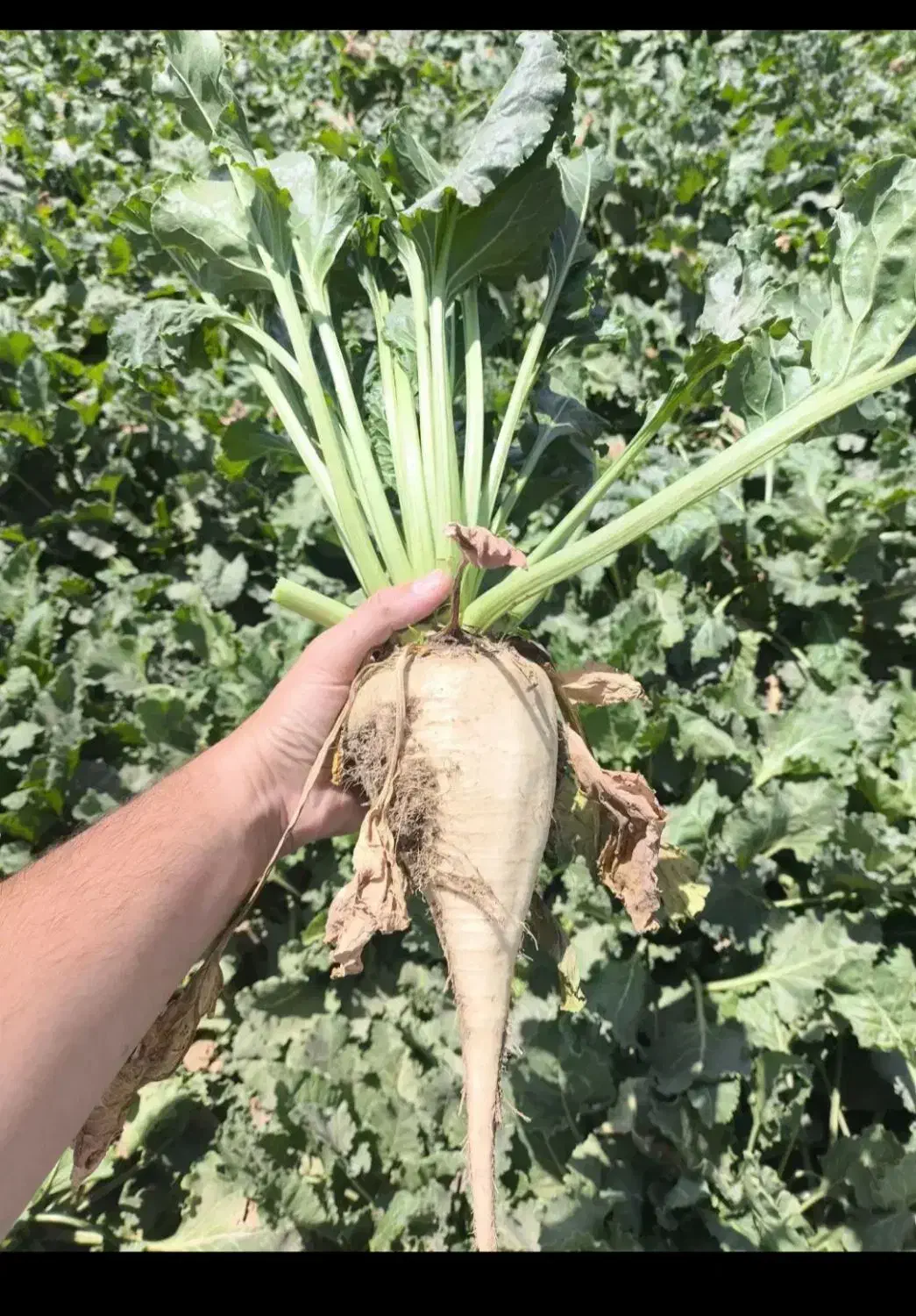 فروش چغندر برای دام|عمدهفروشی|آبکوه, |دیوار