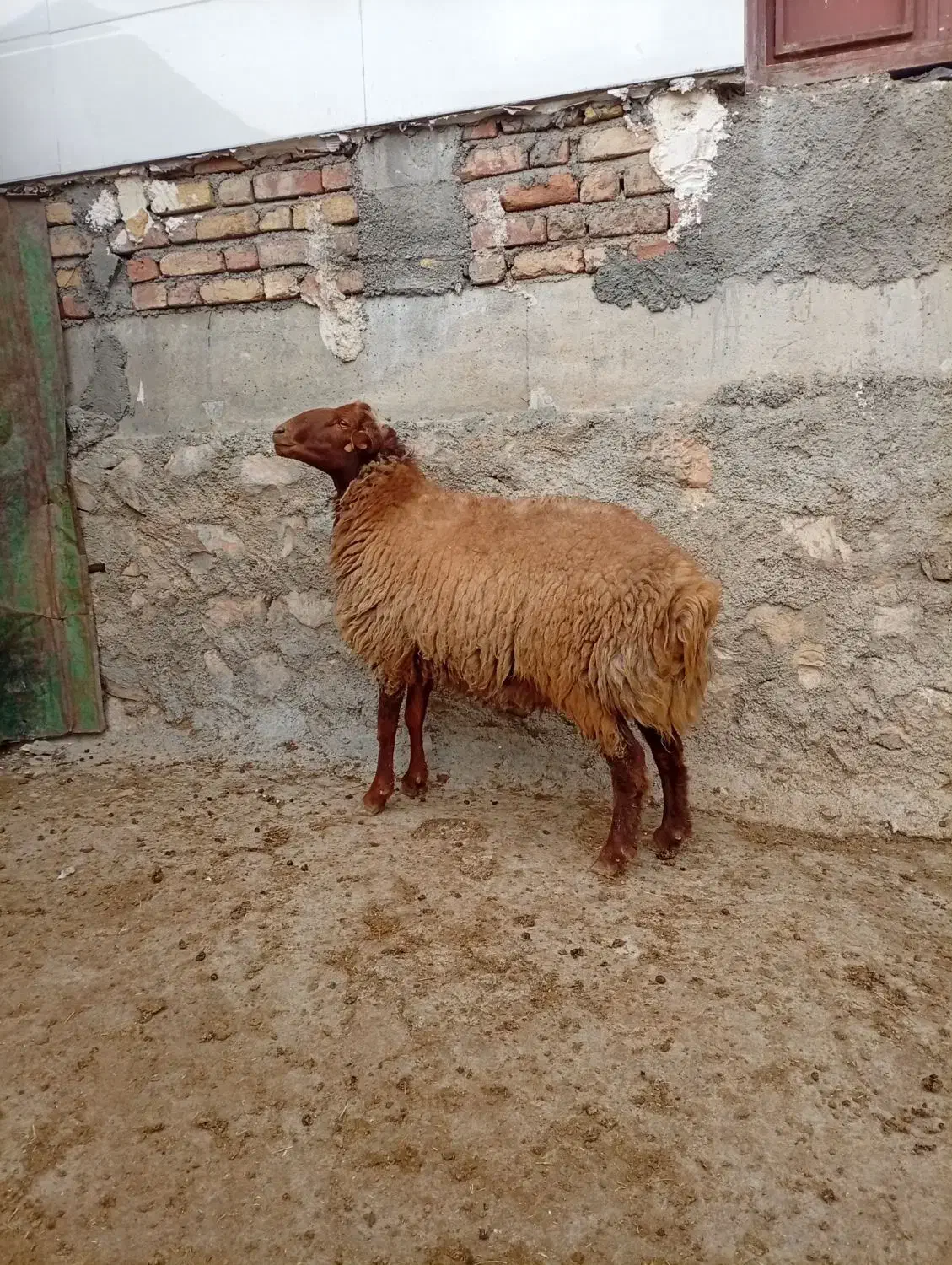 قوچ|حیوانات مزرعه|کوهدشت, |دیوار