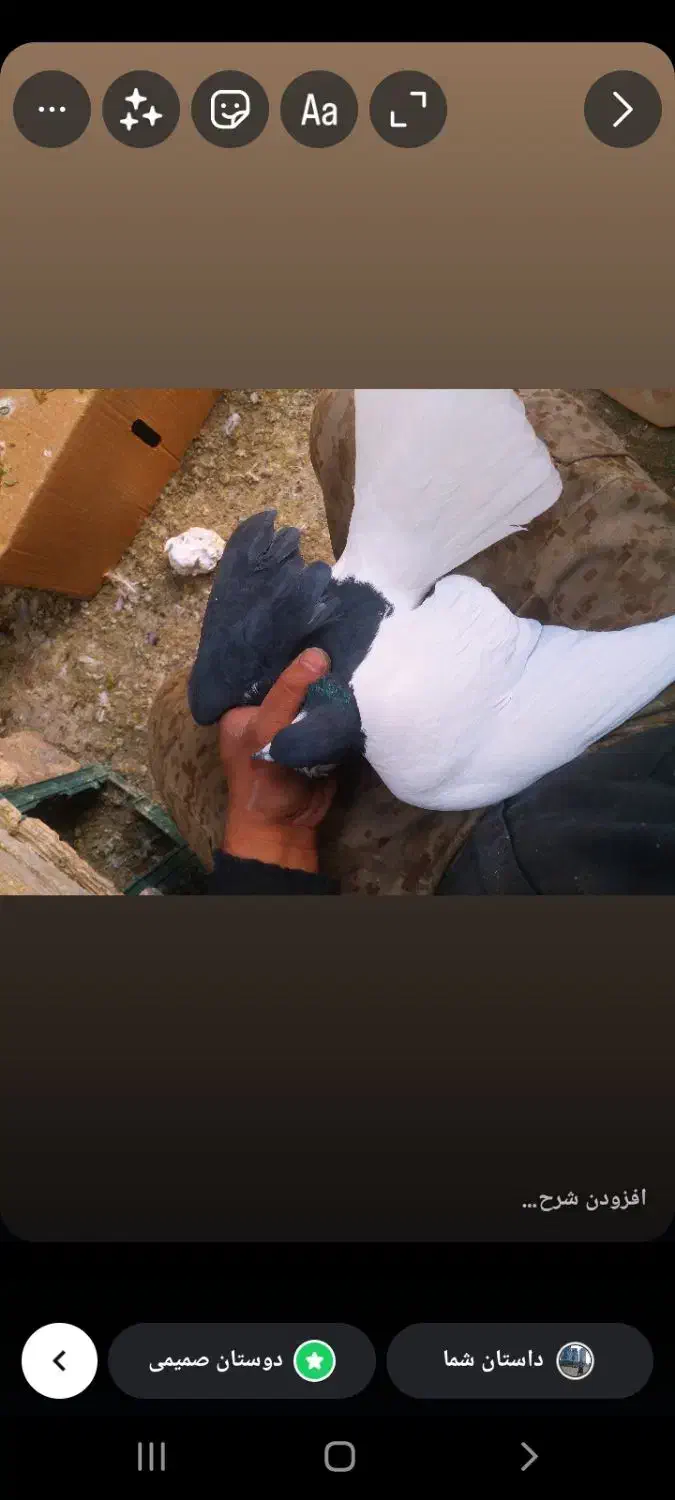 کبوتر رنگی|پرنده|قزوین, |دیوار