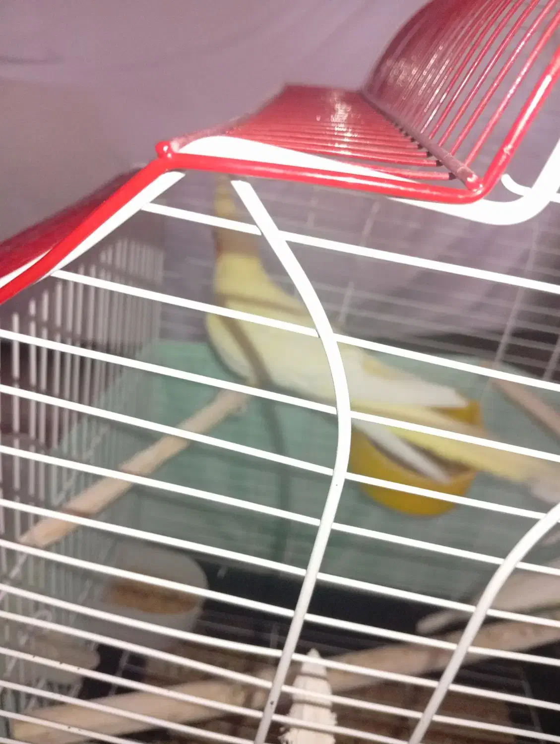 عروس هلندی ماده|پرنده|ویسیان, |دیوار