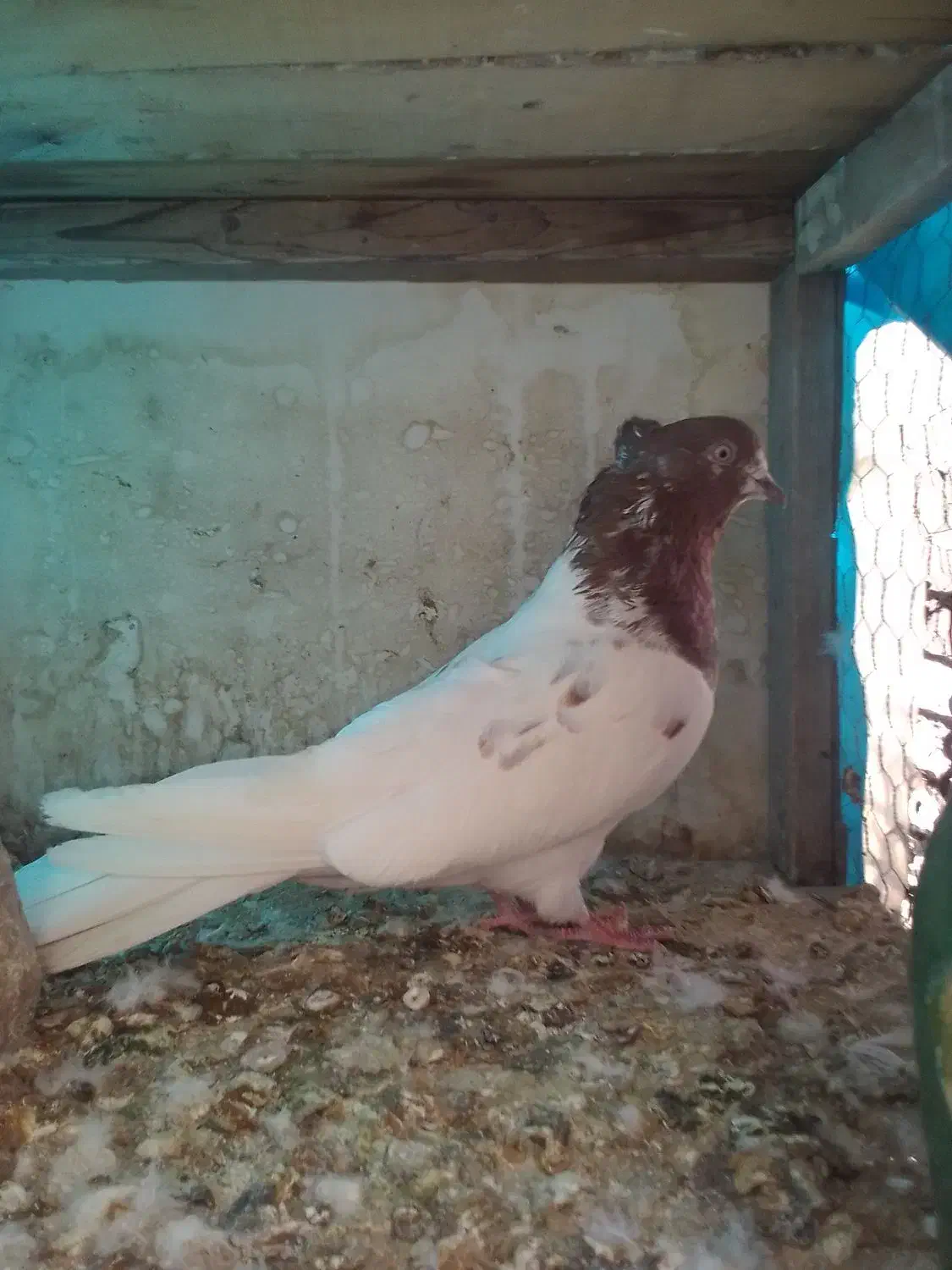 کبوتر|حیوانات|قم, علی آباد سعدگان|دیوار