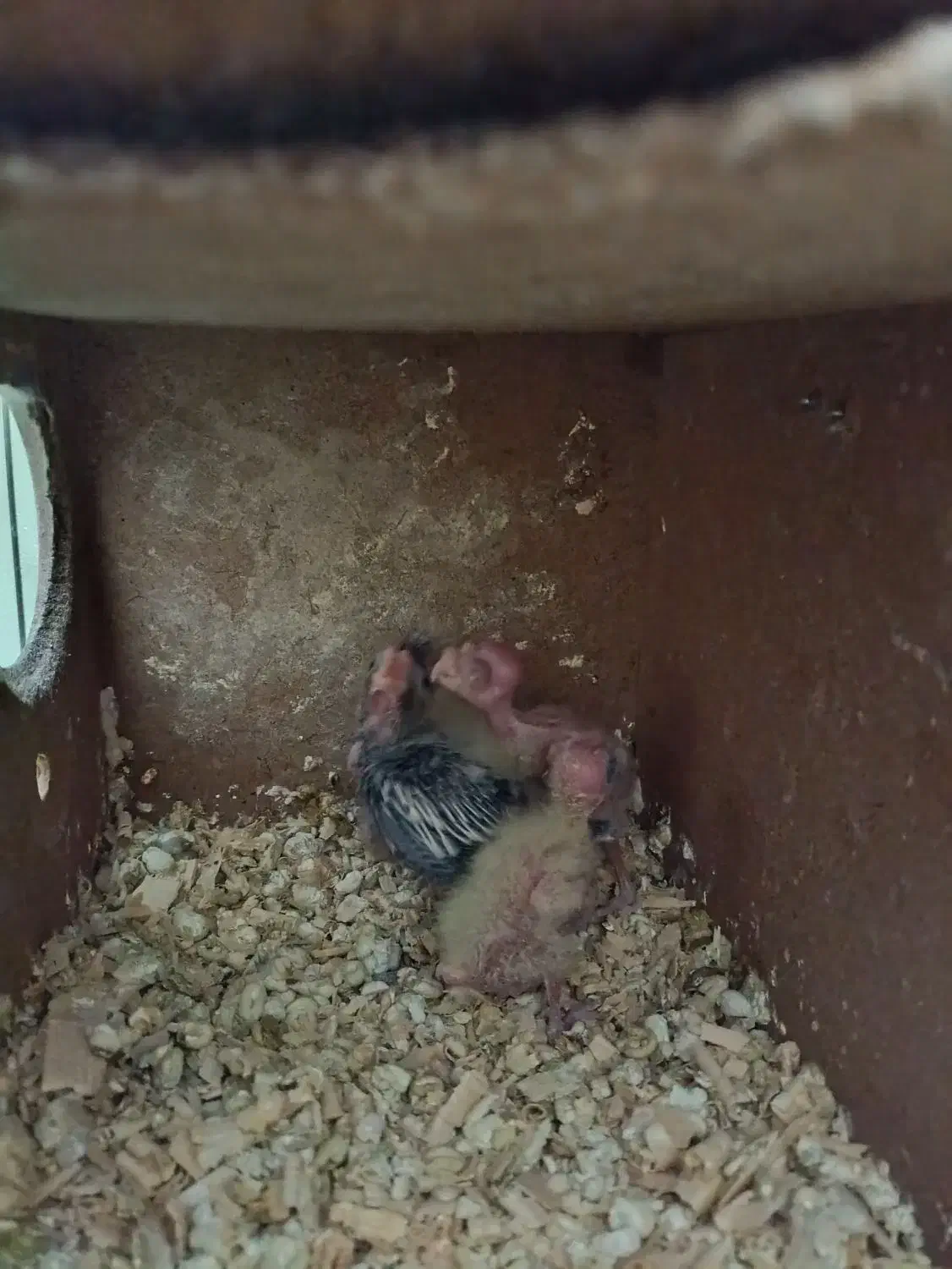 عروس هلندی مولد به همراه سه جوجه|پرنده|تهران, سبلان (لشگر)|دیوار