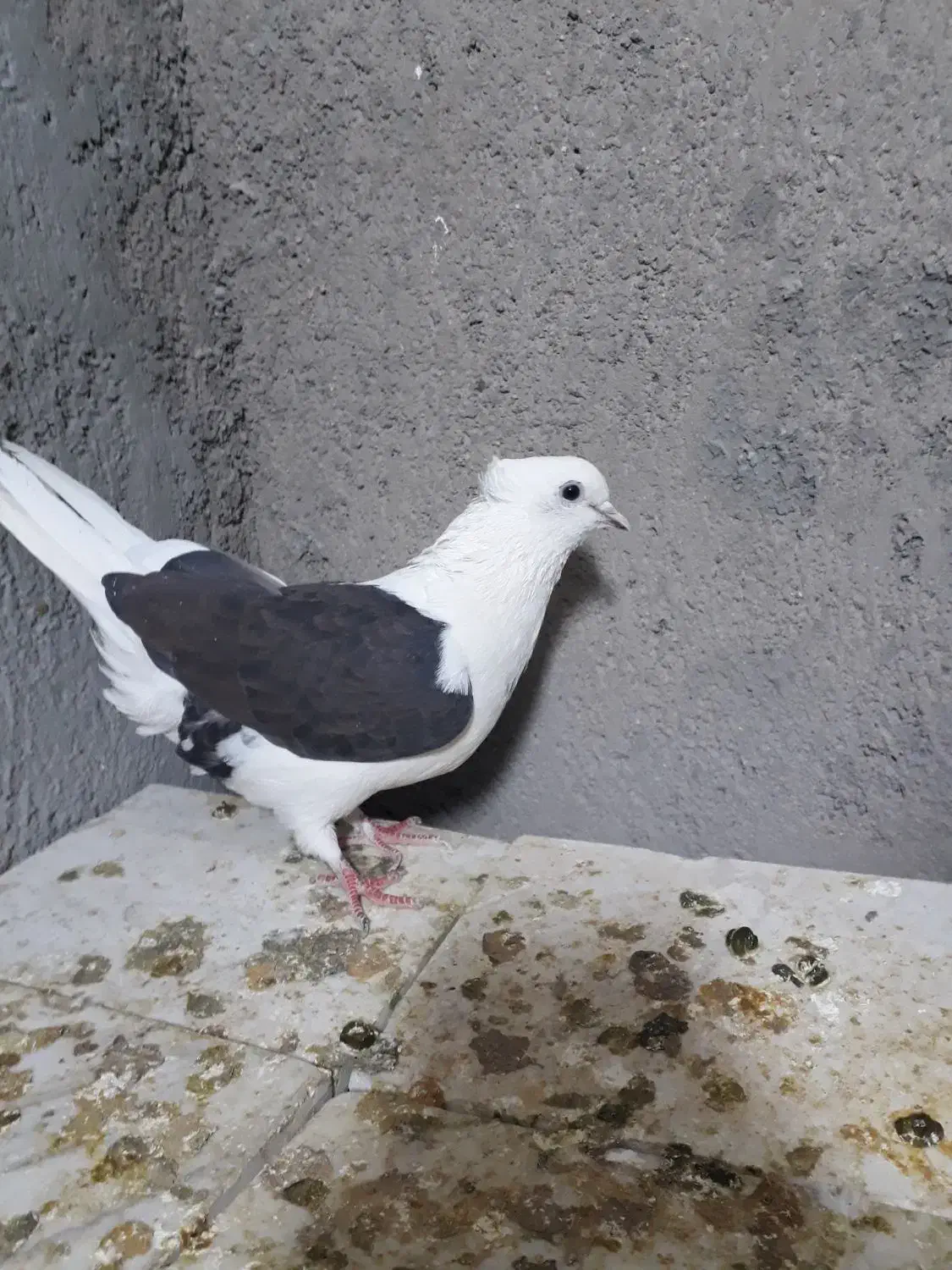 ماده|پرنده|قم, بلوار امین و ساحلی|دیوار