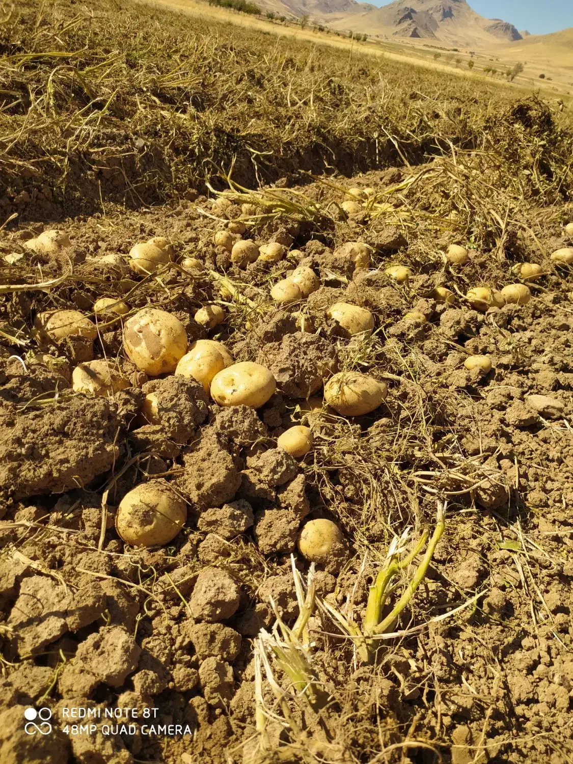 فروش سیب زمینی خوراک|خوردنی و آشامیدنی|کلیائی, |دیوار