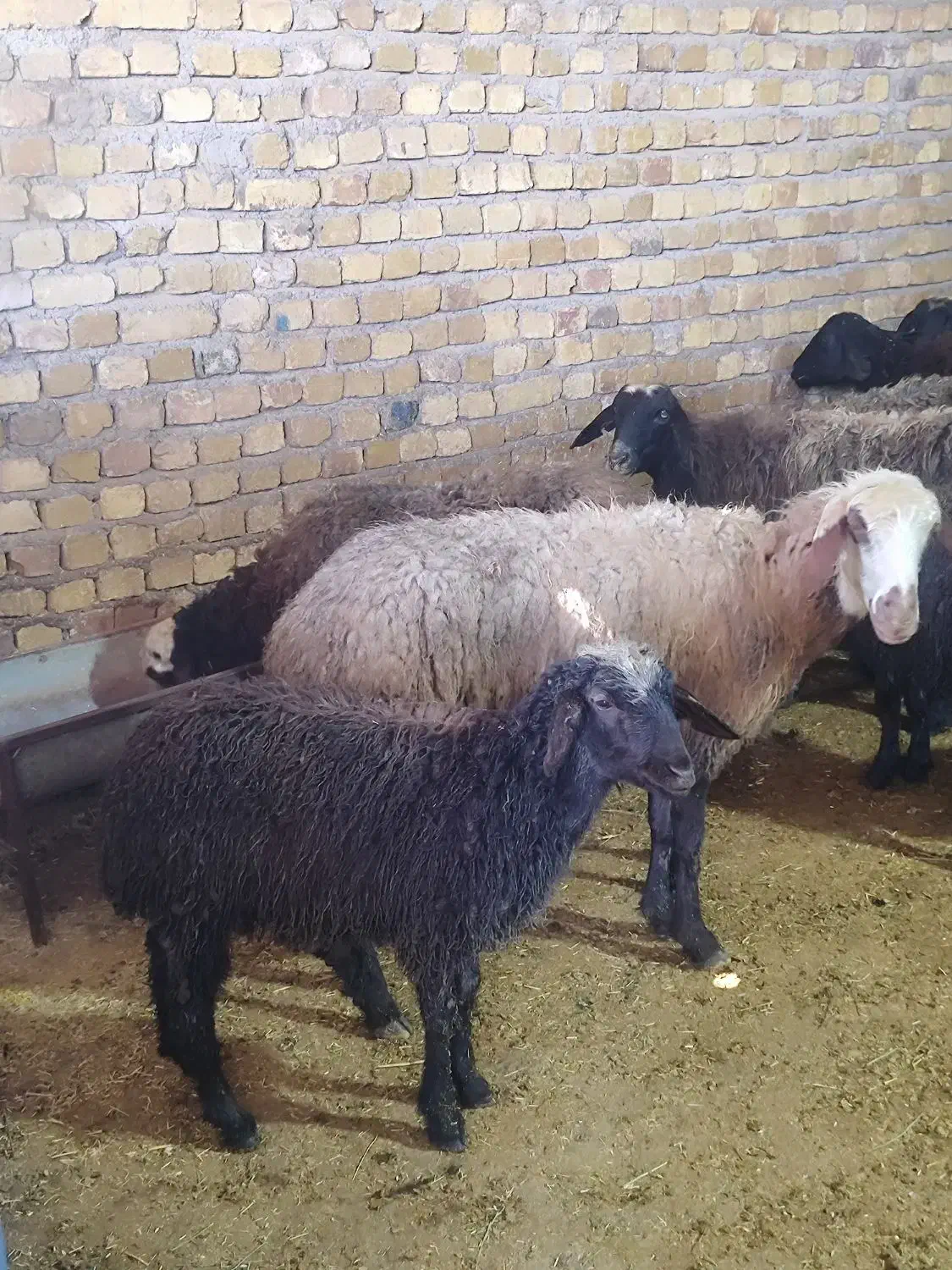 میش وشیشک|حیوانات مزرعه|قزوین, |دیوار