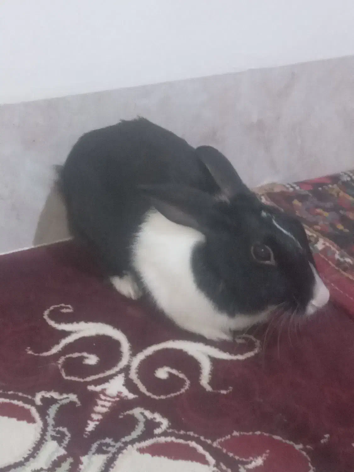 خرگوش|موش و خرگوش|دهلران, |دیوار