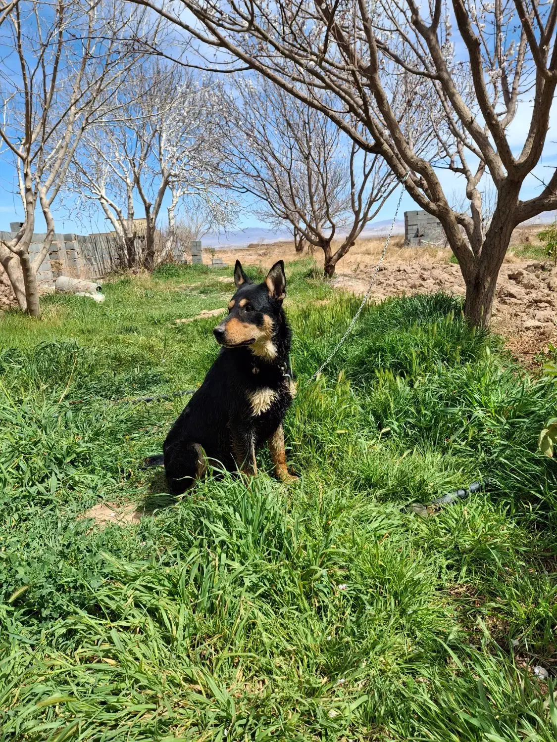 مناسب برای باغ کارگاه انبار  نگهبانی عالی|سگ|یزد, |دیوار