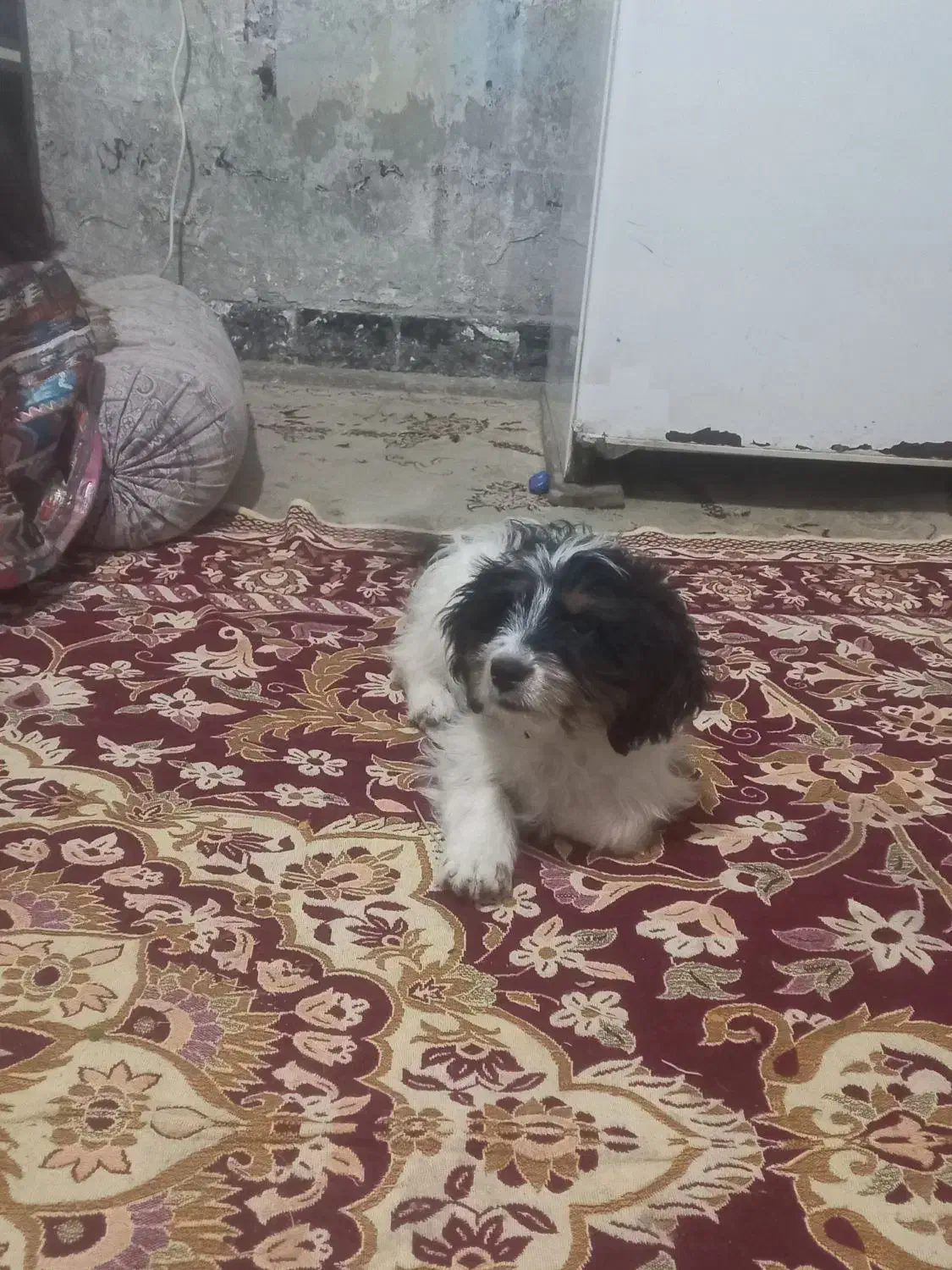 توله نر پاکوتاه|سگ|زابل, |دیوار