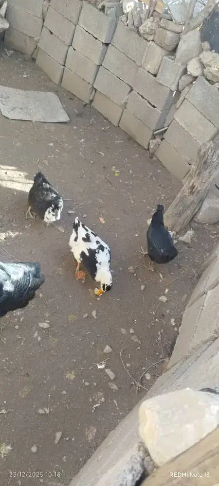 اردک|حیوانات مزرعه|چرام, |دیوار