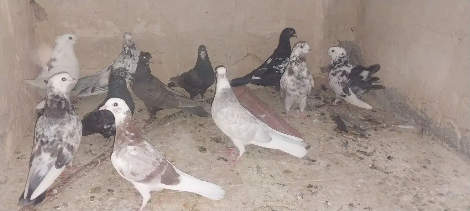 کبوتر|پرنده|چادگان, |دیوار