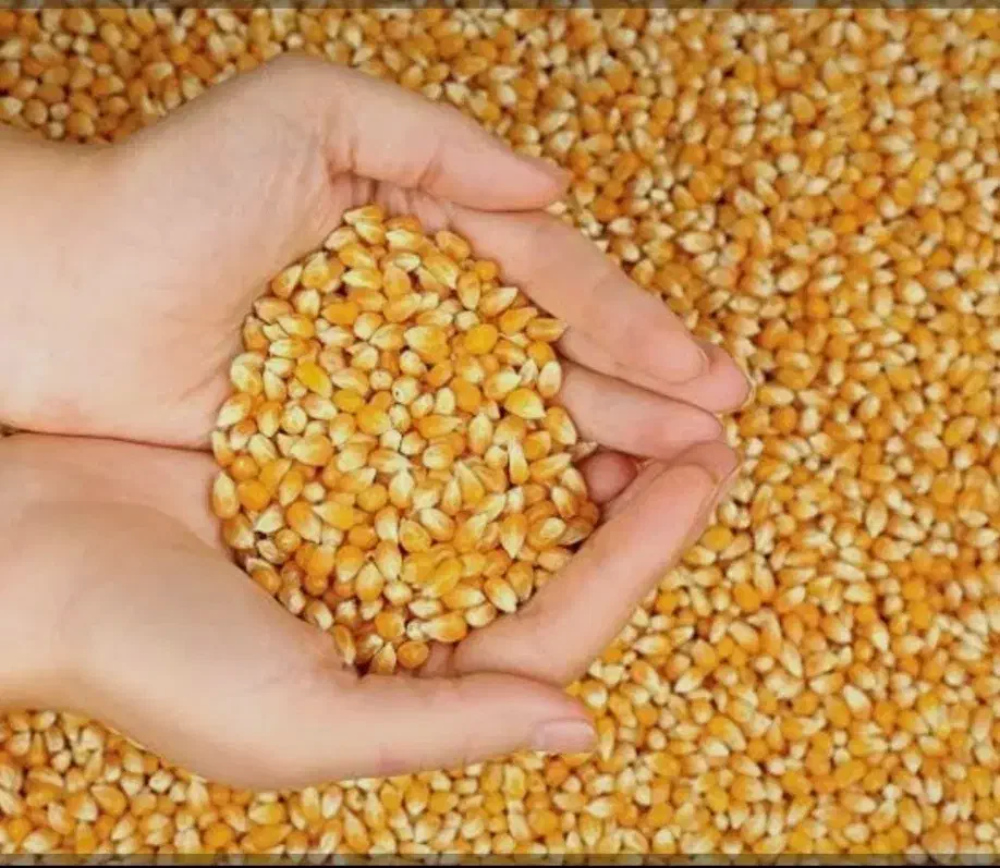 بذر ذرت گواهی شده و لیبل دار سینگل کراس 704 مغان|خدمات باغبانی و درختکاری|پارس‌آباد, |دیوار