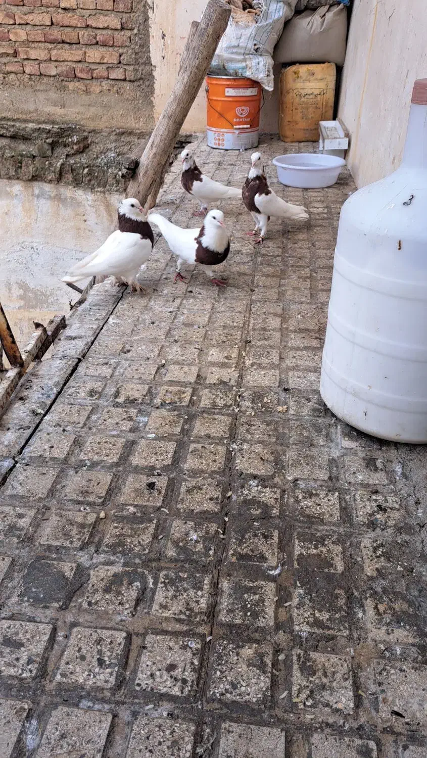 کلفه|پرنده|گرمی, |دیوار