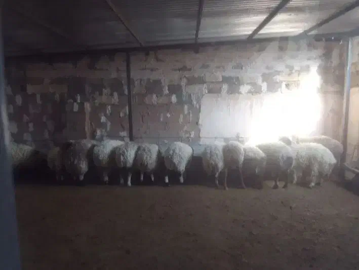 سلام بره سفید چاق|حیوانات مزرعه|سنگان, |دیوار