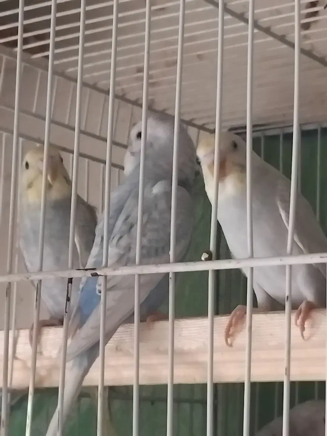 مرغ عشق آنتیک|پرنده|تربتحیدریه, مظفریه|دیوار