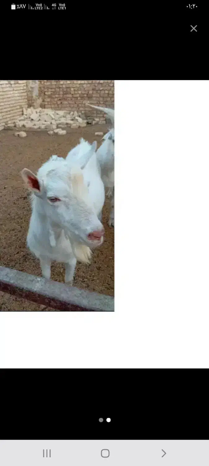 بزغاله سانن|حیوانات مزرعه|آران و بیدگل, |دیوار