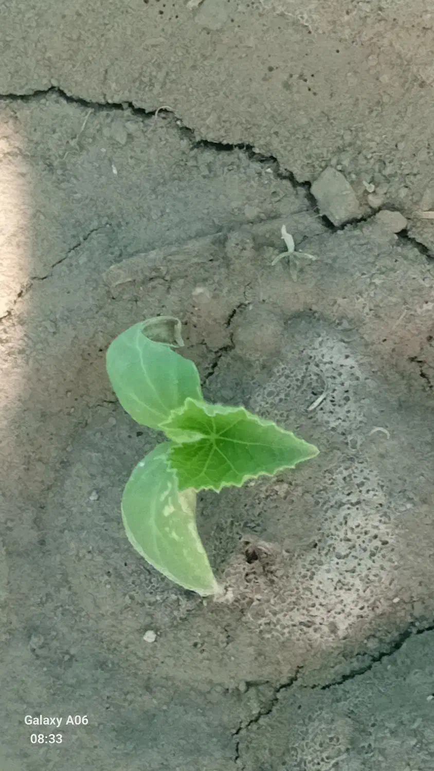 بذر|گل و گیاه طبیعی|کهنوج, |دیوار