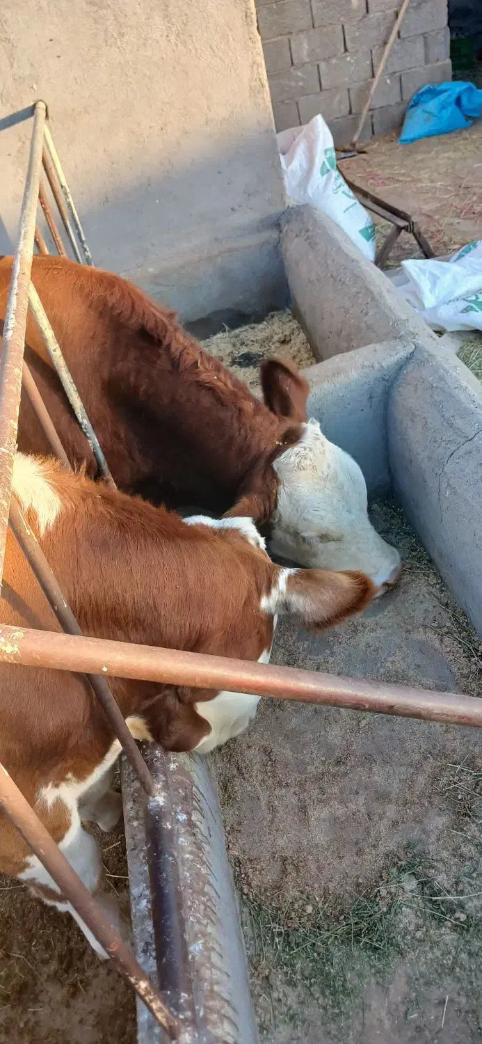 گوساله نر|حیوانات مزرعه|تبریز, |دیوار