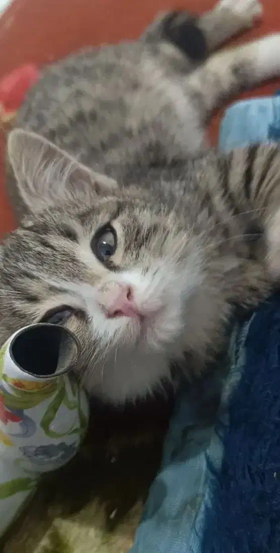 واگذاری گربه|گربه|سربیشه, |دیوار