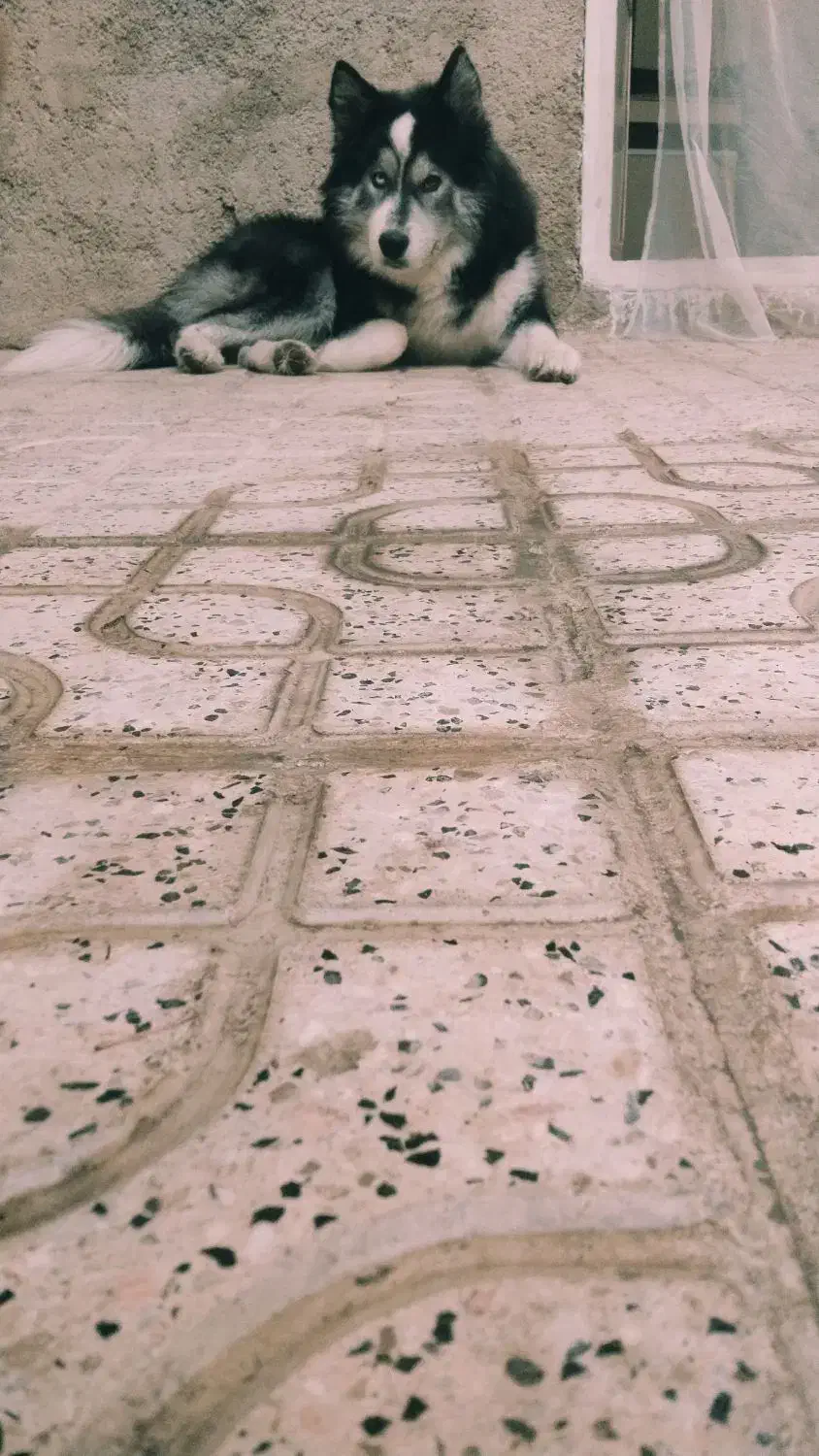 سگ هاسکی اصل|سگ|بجنورد, |دیوار