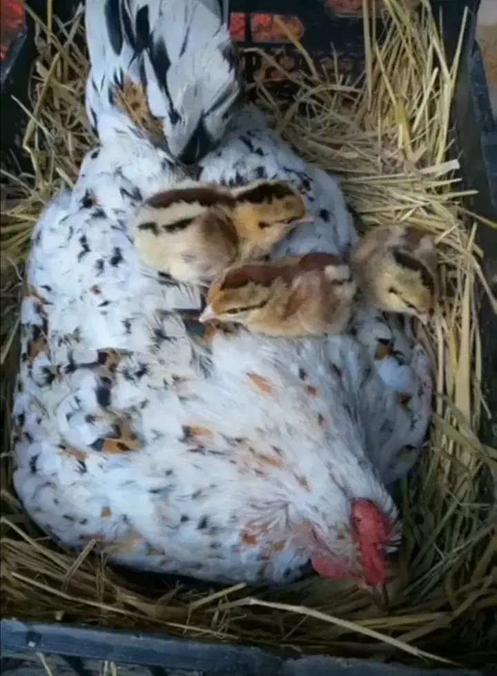 جوجه گلین|حیوانات مزرعه|یزد, |دیوار