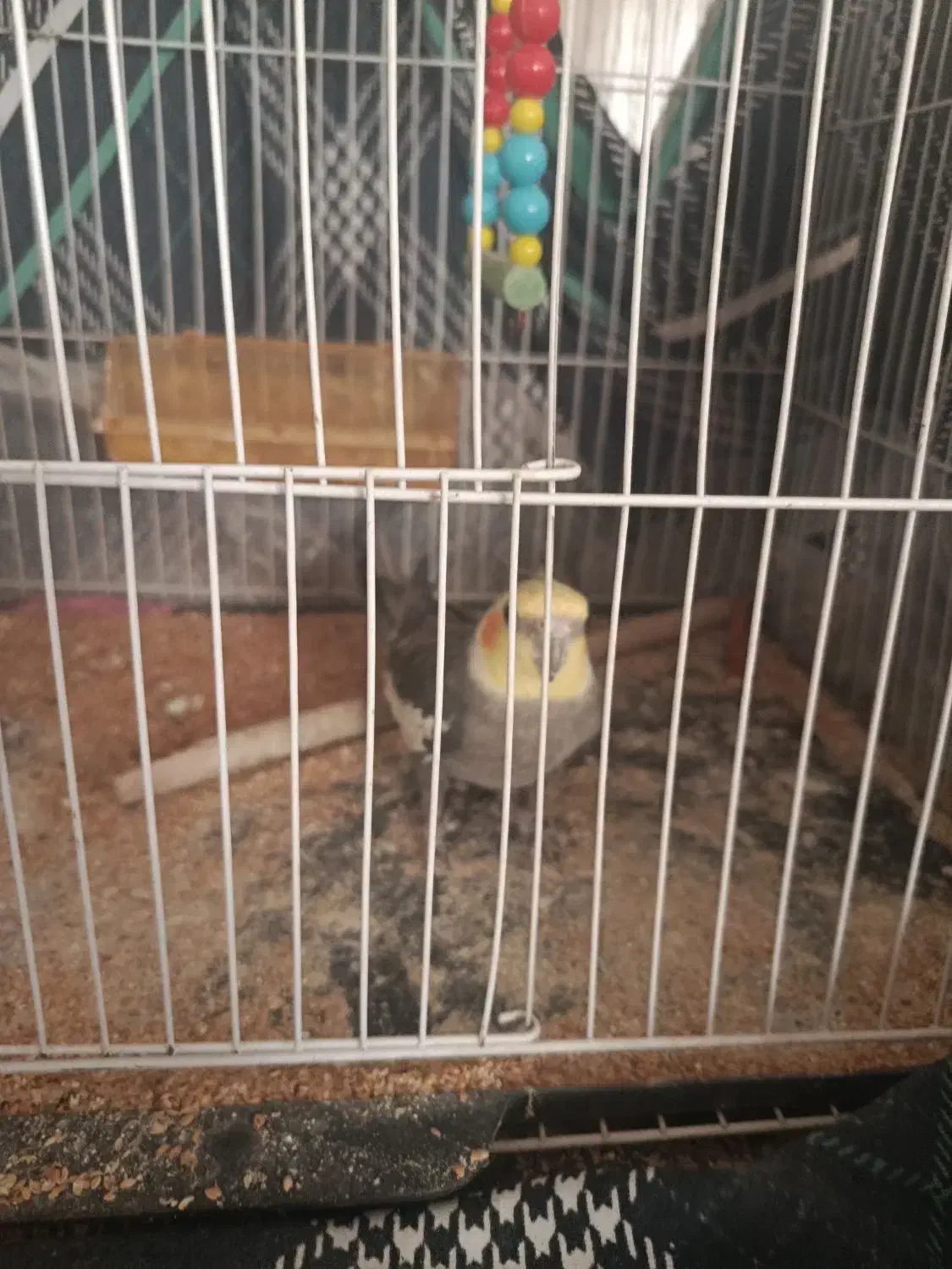 پرنده|پرنده|تربت‌حیدریه, حاجی یار‎|دیوار