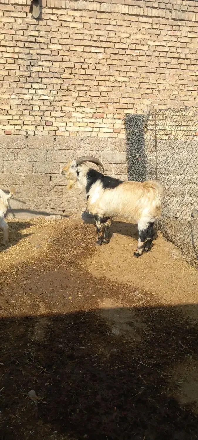 سابرین دو بر دو رگ  داشتی مست مست|حیوانات مزرعه|اندیمشک, |دیوار