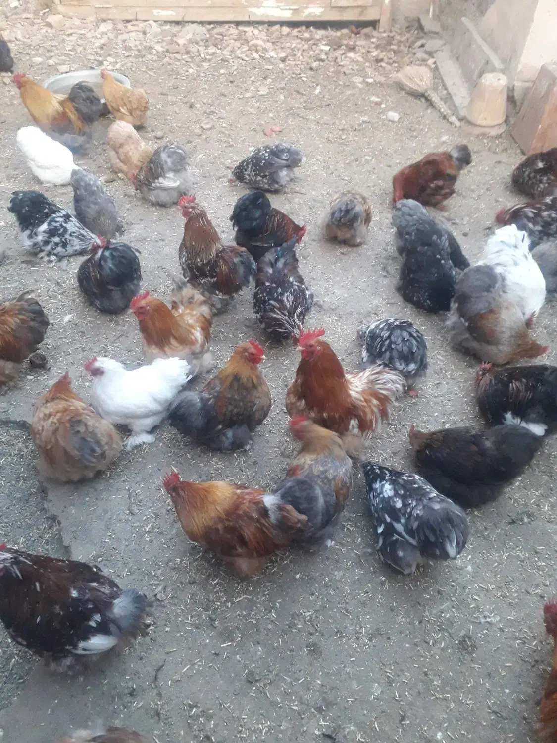 مرغ و خروس کوشین|حیوانات مزرعه|سبزوار, امیر کبیر|دیوار