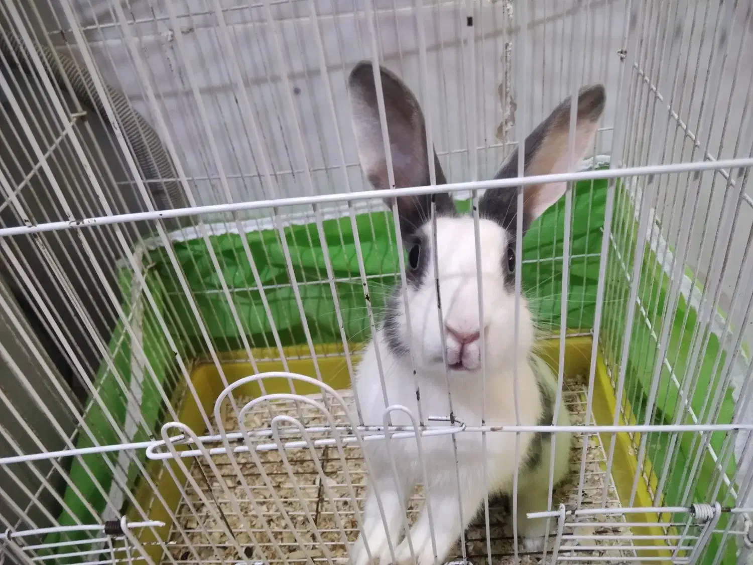 خرگوش بالغ|موش و خرگوش|نیشابور, شهرک رسولی|دیوار