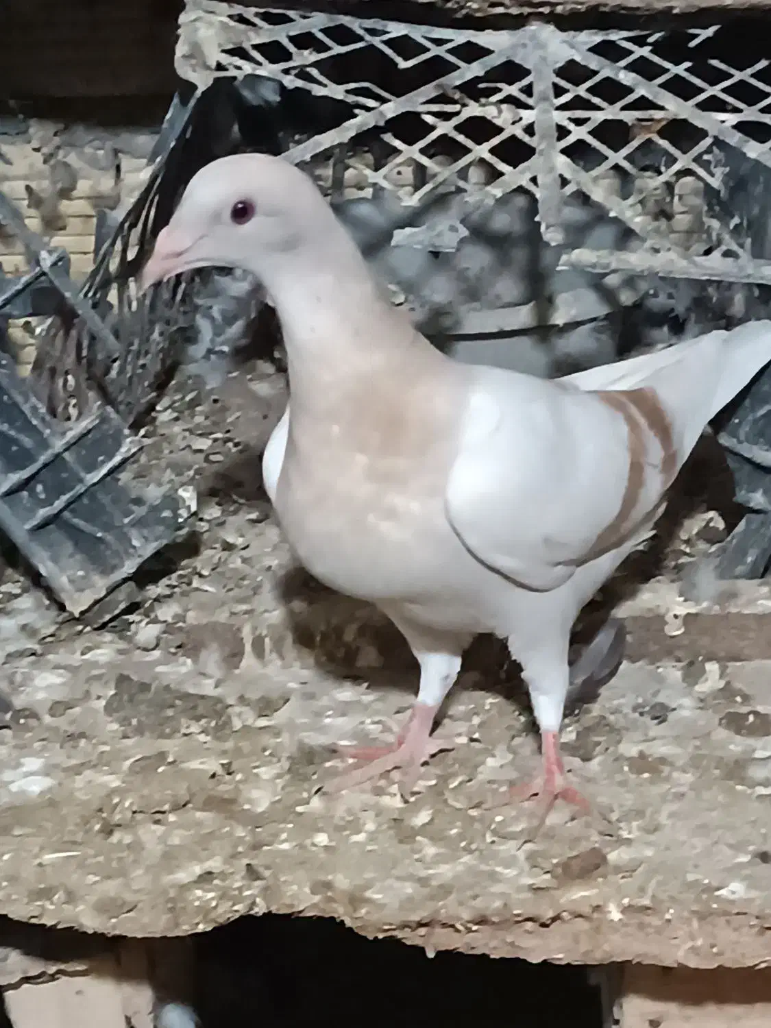 چنتا جوجه هیچ بند درجه یک|پرنده|برازجان, |دیوار