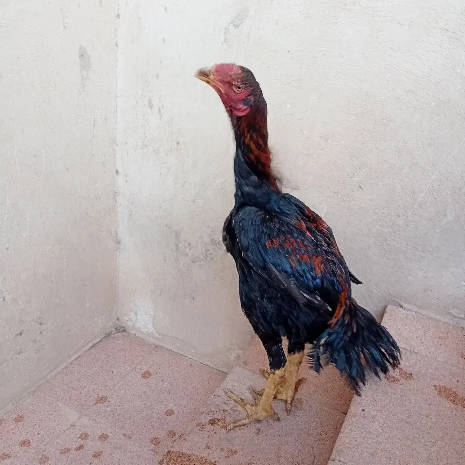 لاری|حیوانات مزرعه|باسمنج, |دیوار