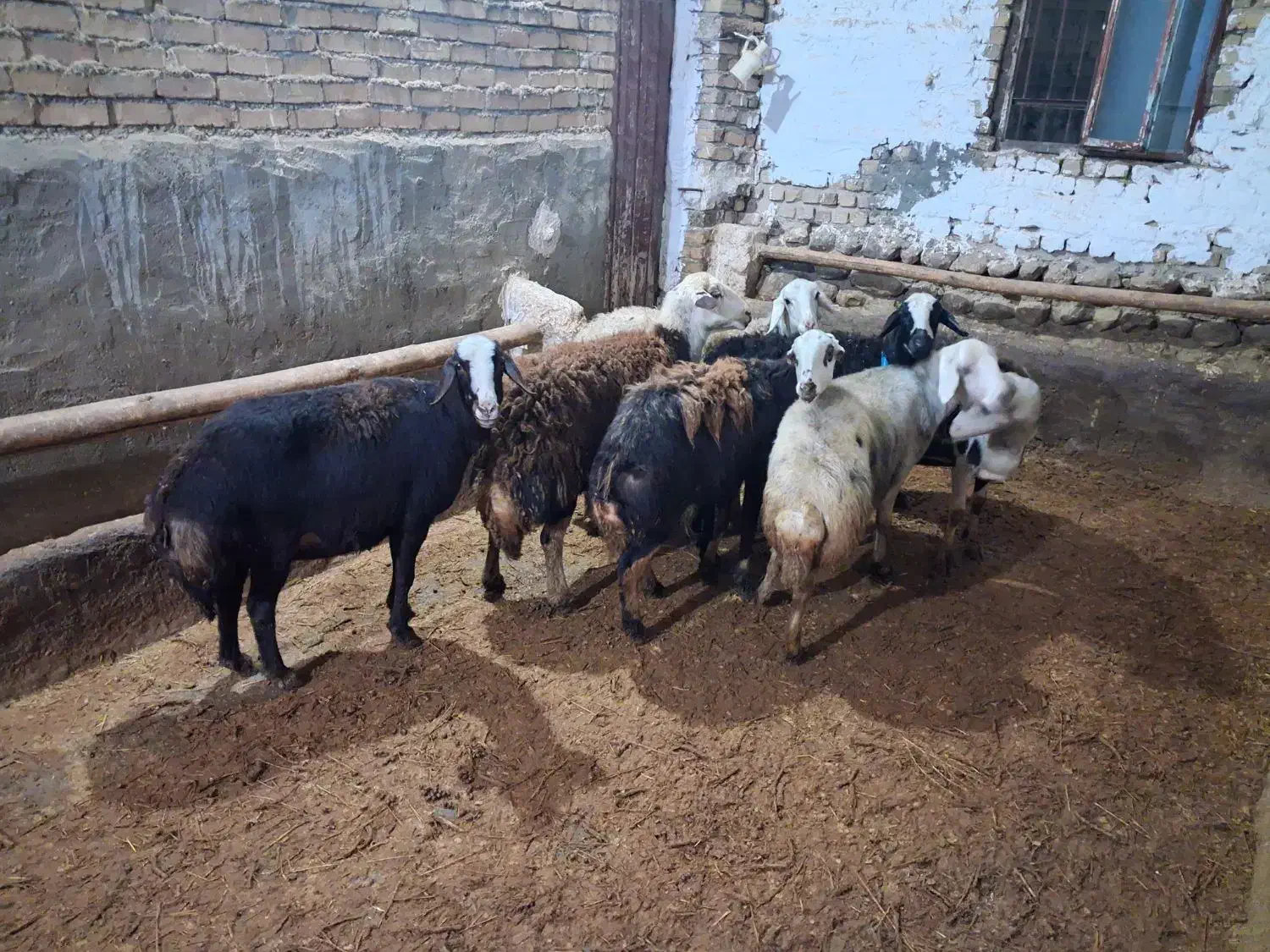 گوسفند افشار|حیوانات مزرعه|زاغه, |دیوار