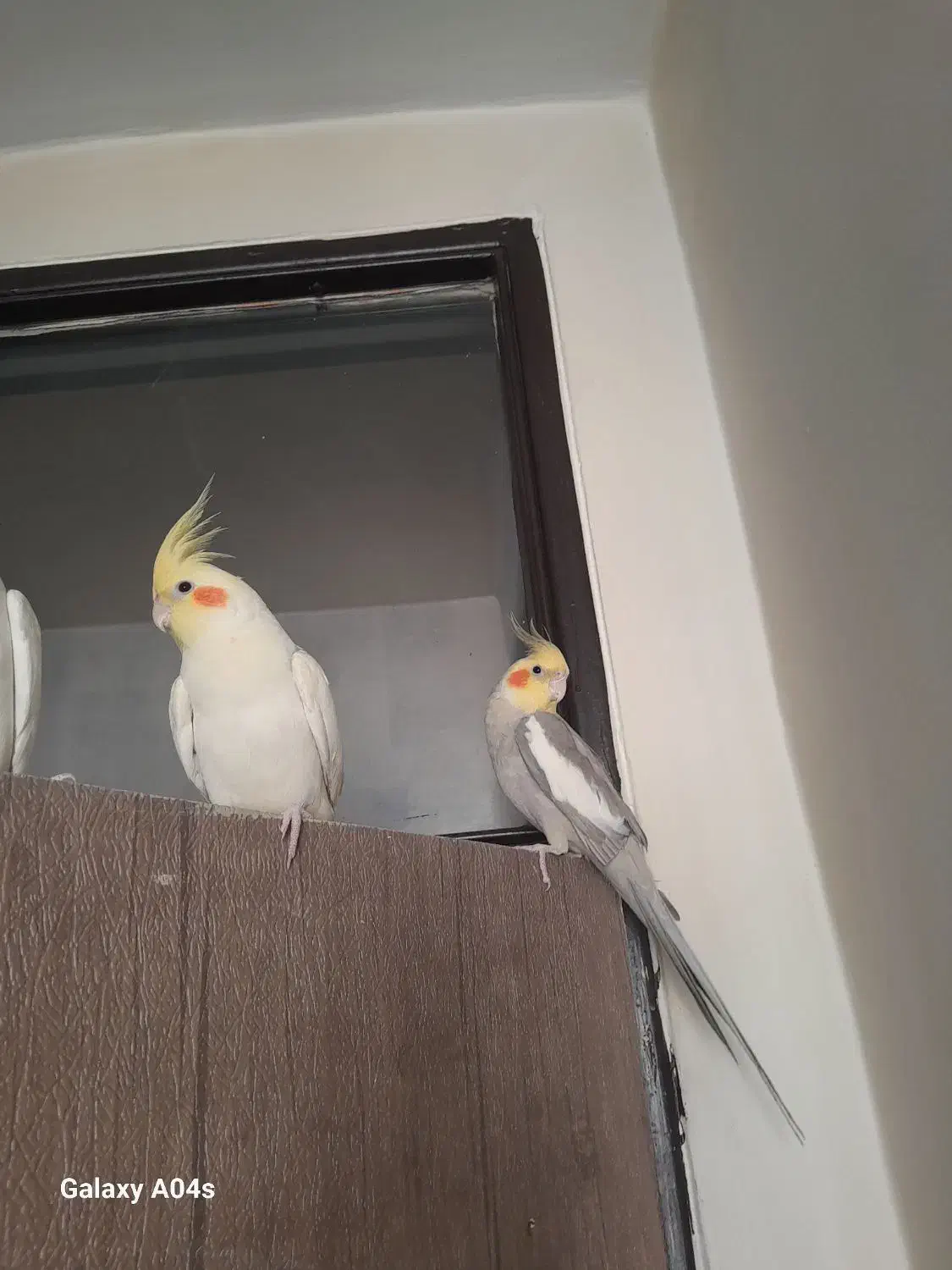 فروش عروس هلندی|پرنده|اندیشه, اندیشه فاز ۱|دیوار