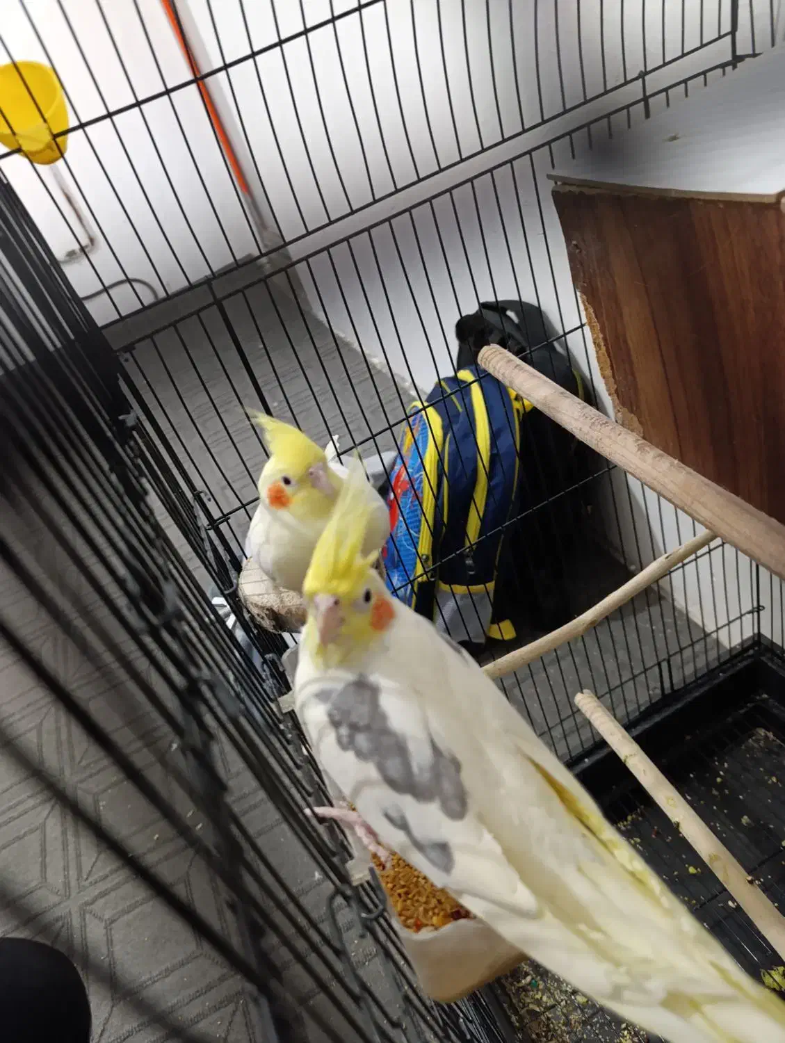 عروس|پرنده|مشهد, شهید آوینی|دیوار