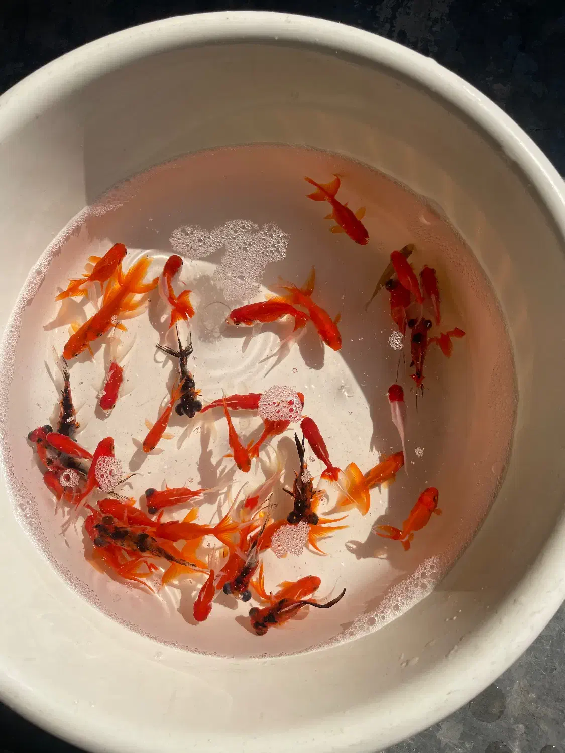 ماهی قرمز|ماهی|کرج, اصفهانی‌ها|دیوار