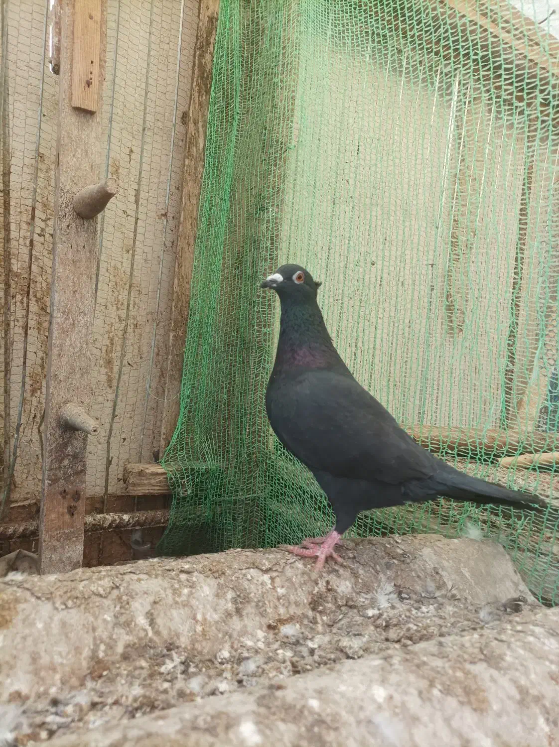 کبوترپروازی|پرنده|رودسر, |دیوار