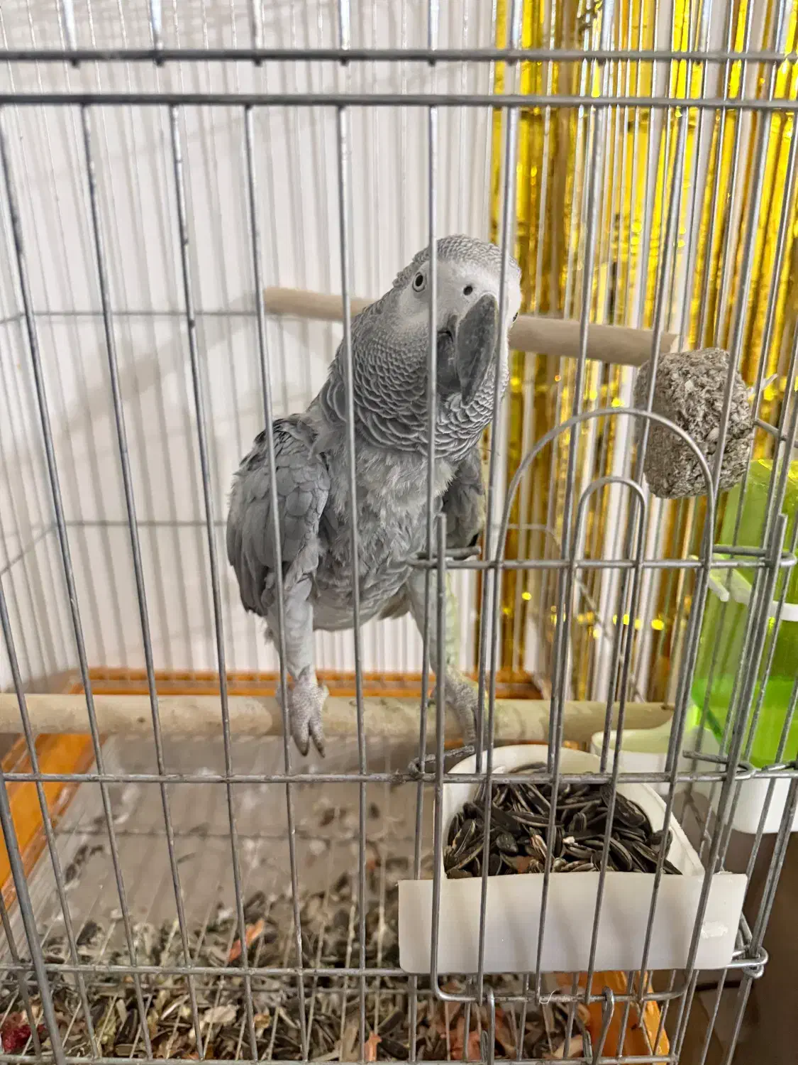 کاسکو|پرنده|بندرعباس, |دیوار