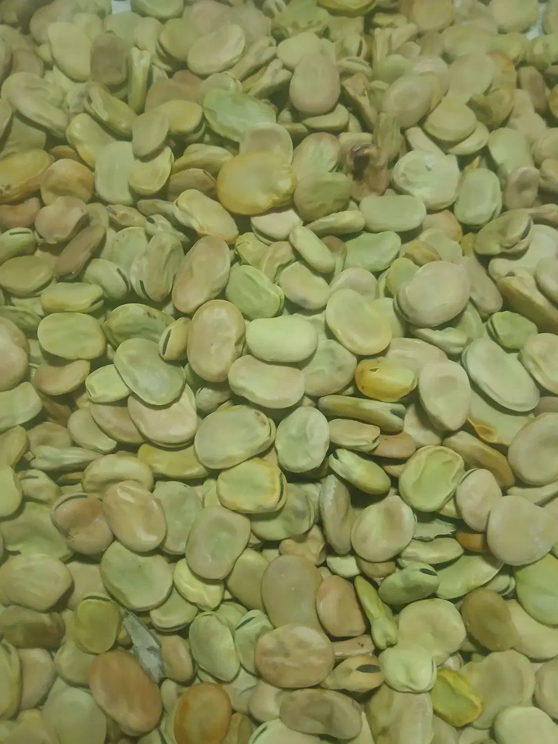 باقالی|خوردنی و آشامیدنی|گل تپه, |دیوار