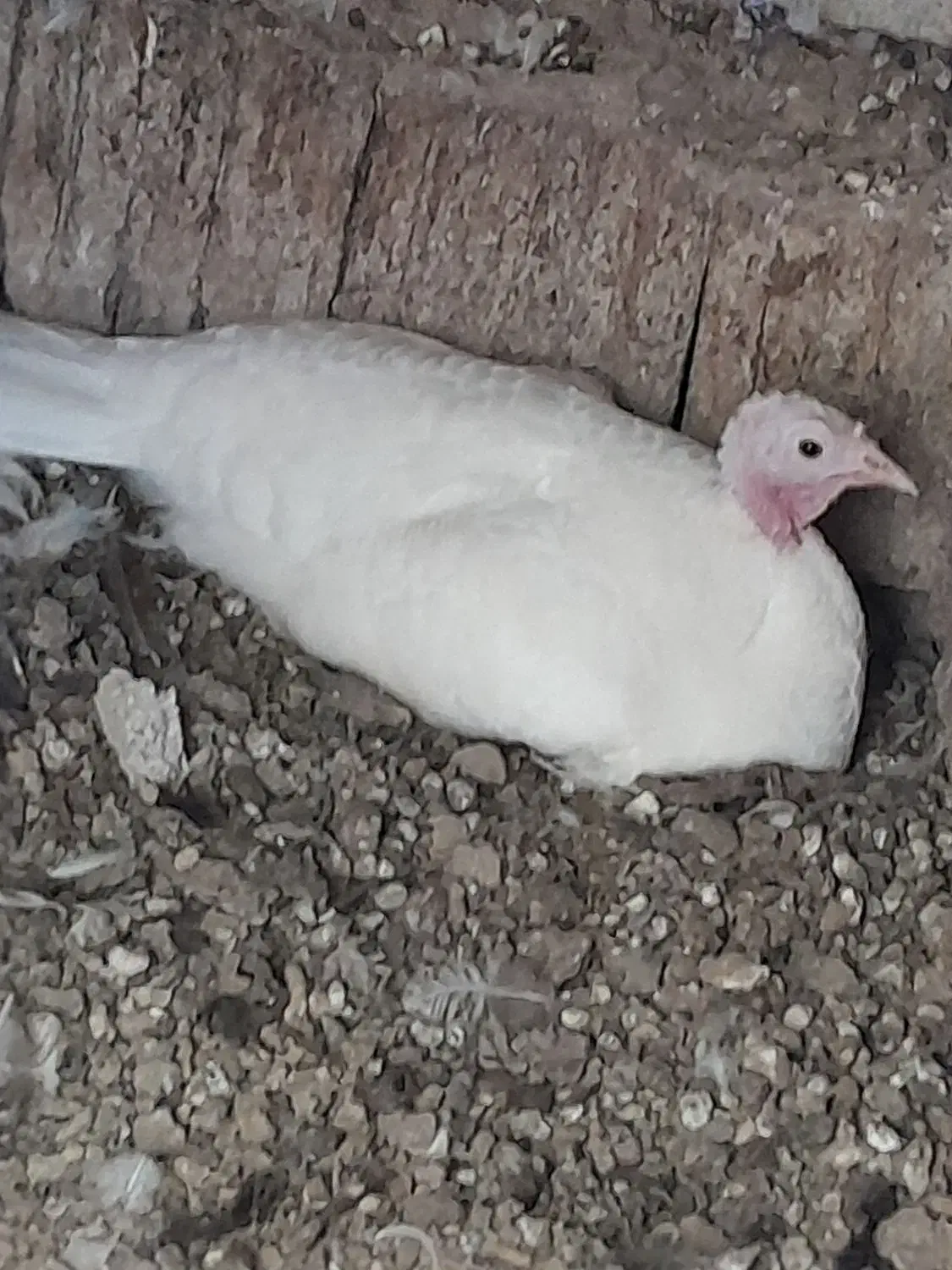 بوقلمون|حیوانات مزرعه|اندیمشک, |دیوار