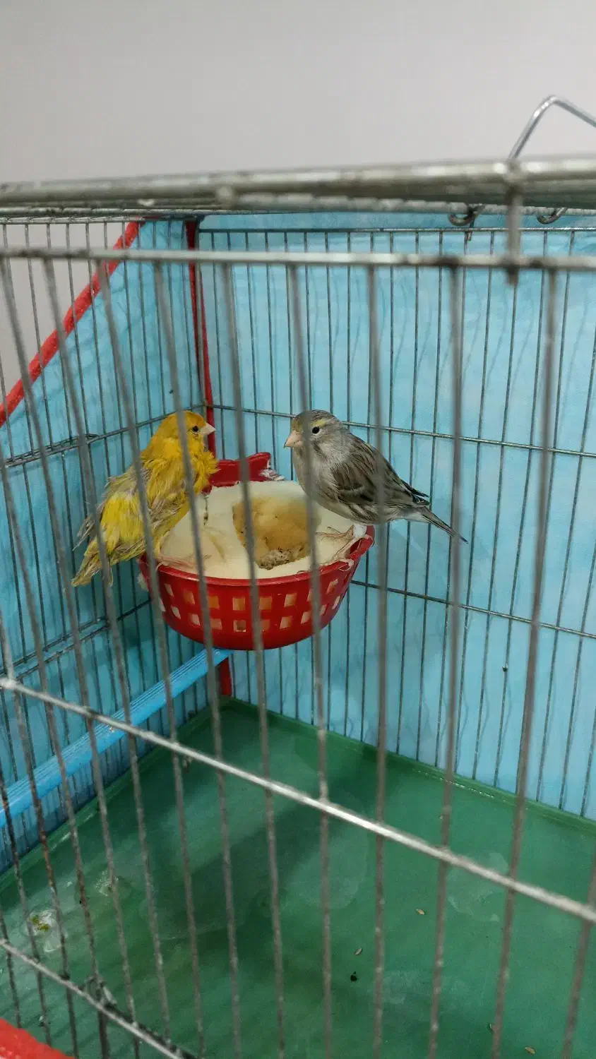 قناری|پرنده|شیراز, بید زرد|دیوار